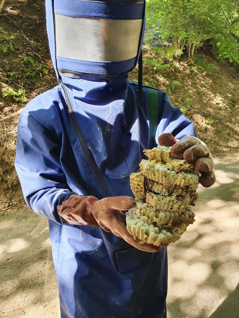 Photo Hop'la Guêpe intervention