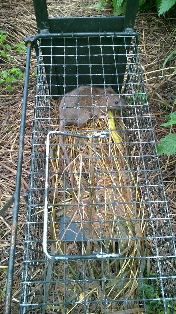 Photo piègeage rat Hop'la Guêpe intervention