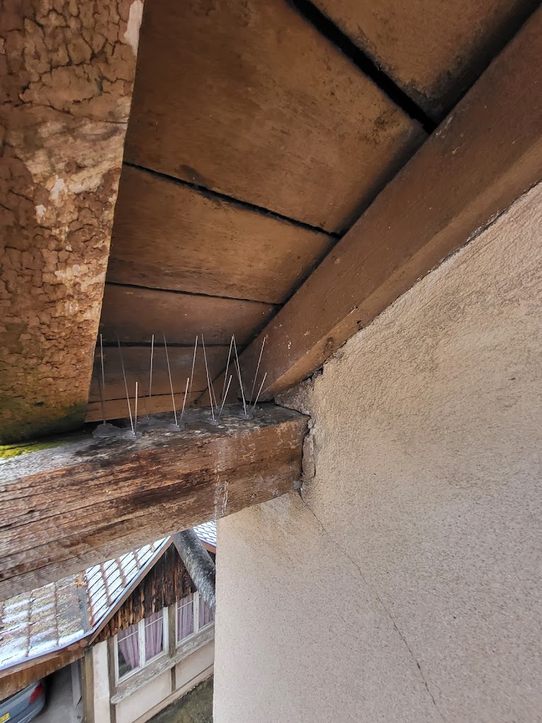 Photo Hop'la Guêpe Dépigeonnage