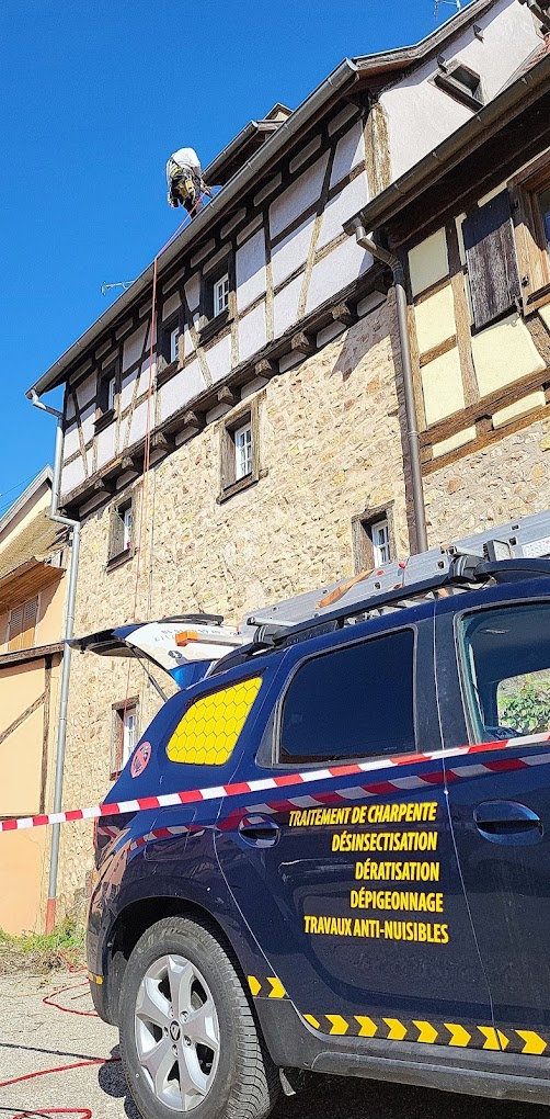 Photo Hop'la Guêpe intervention pigeon